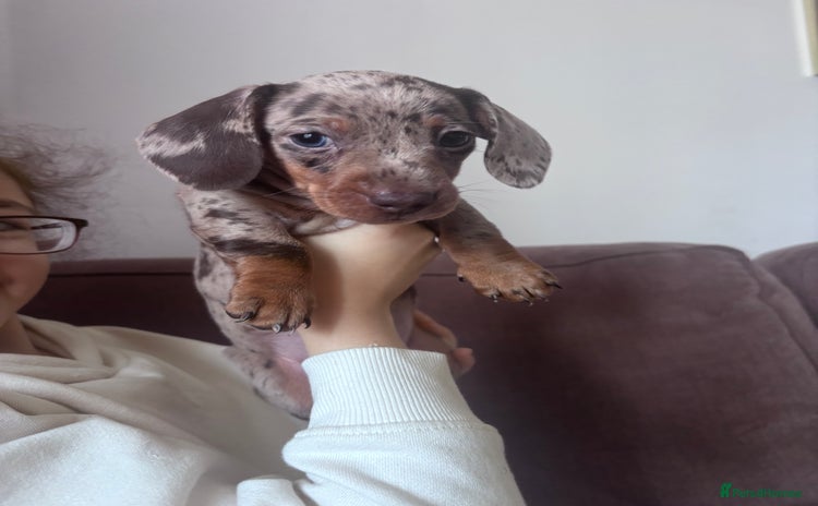 Miniature Dachshund dogs - Advert 13