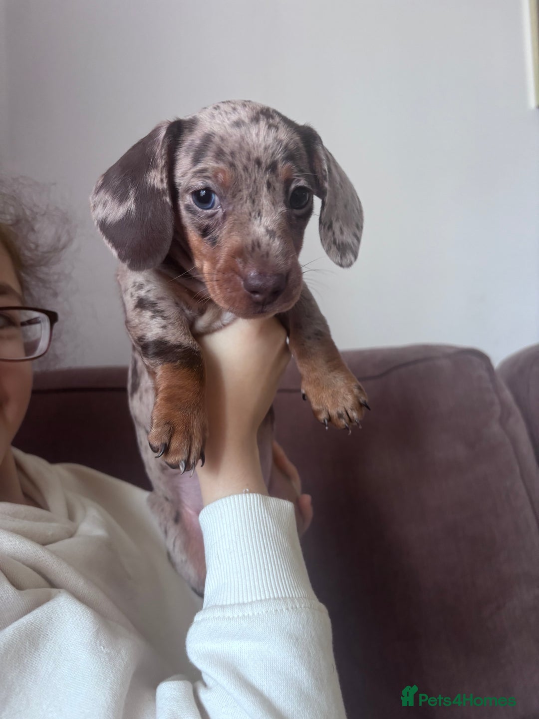 Miniature Dachshund dogs for sale: Kc reg miniature dachshund  - Image 18