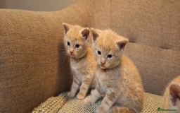 British Shorthair cats for sale: Beautiful Cream & Ginger Kittens  - Image 12
