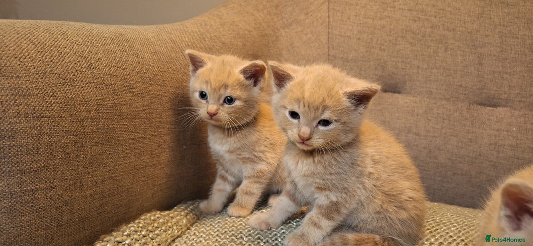 British Shorthair cats for sale: Beautiful Cream & Ginger Kittens  - Image 12