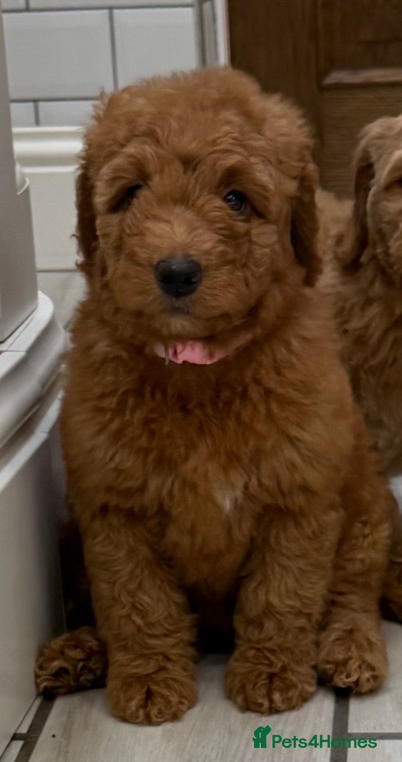 Double Doodle dogs Sunning littler of Australian Double Doodles  - Advert 2