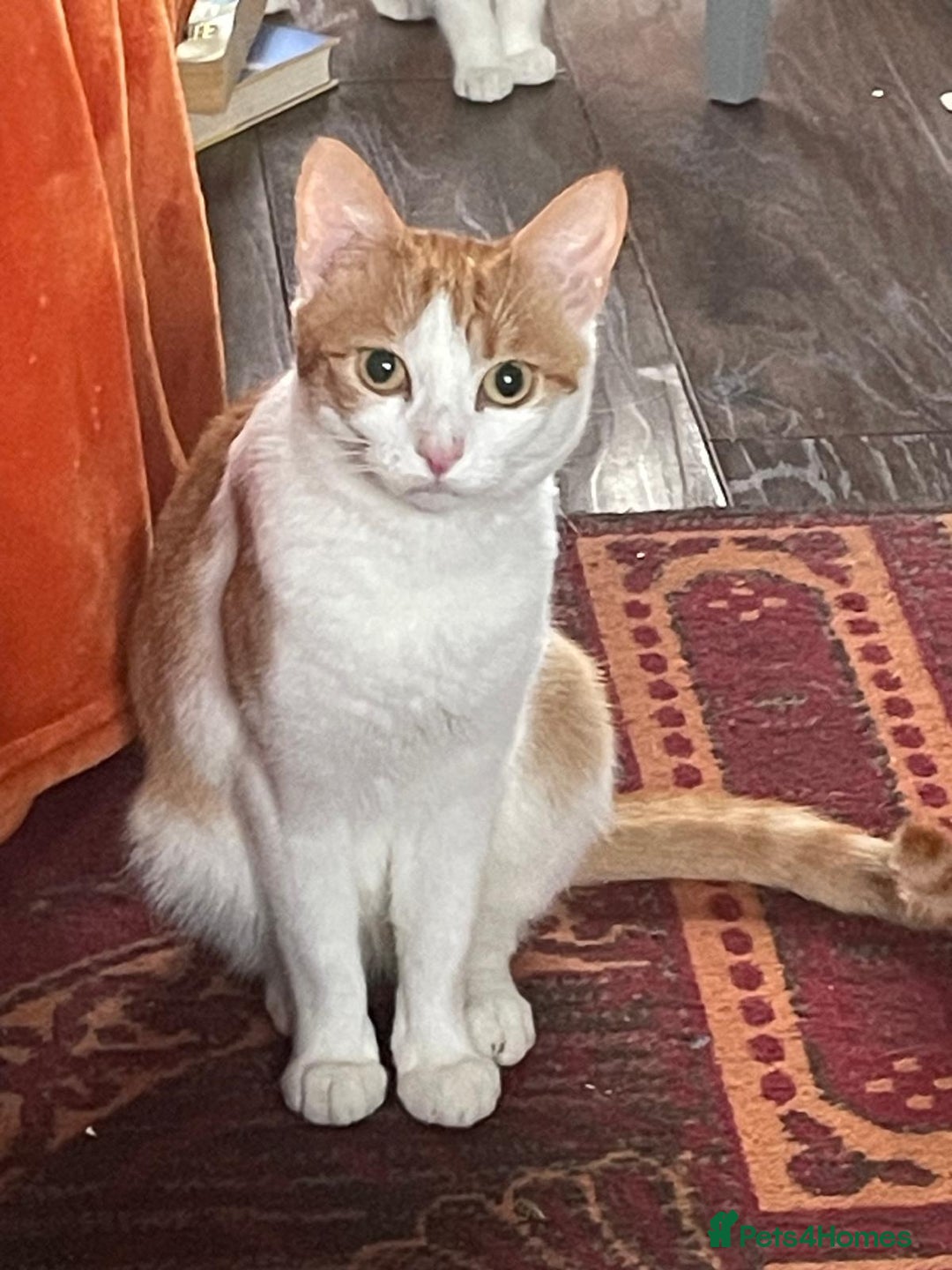 Mixed Breed cats for sale: Ready Now, 3 Loving, Playful Ginger Kittens - Advert 3