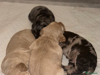 Cockapoo dogs Beautiful F1 cockerpoos - Advert 1