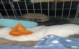 Pomeranian dogs for stud: 🐾 Handsome Pomeranian Stud – Meet Ice 🧊 - Image 6