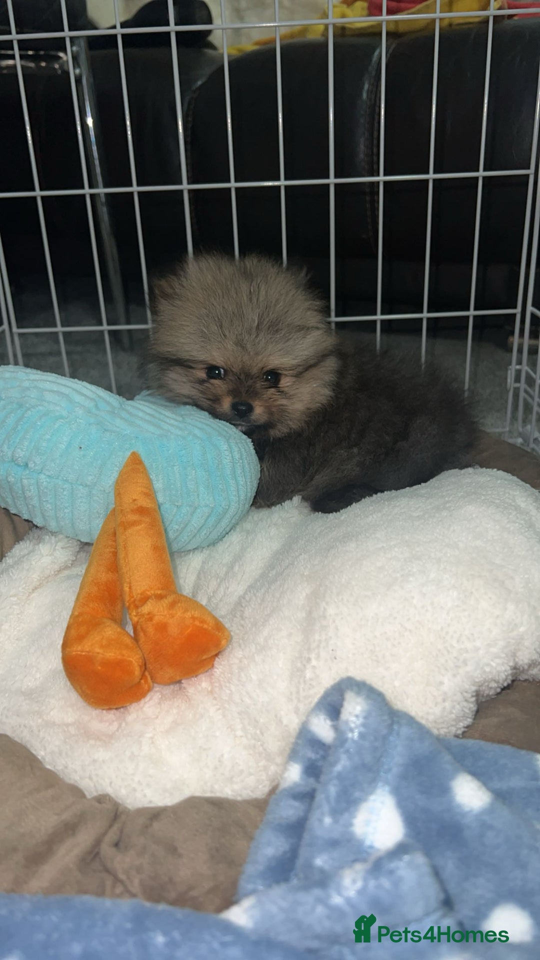 Pomeranian dogs for stud: 🐾 Handsome Pomeranian Stud – Meet Ice 🧊 - Image 6