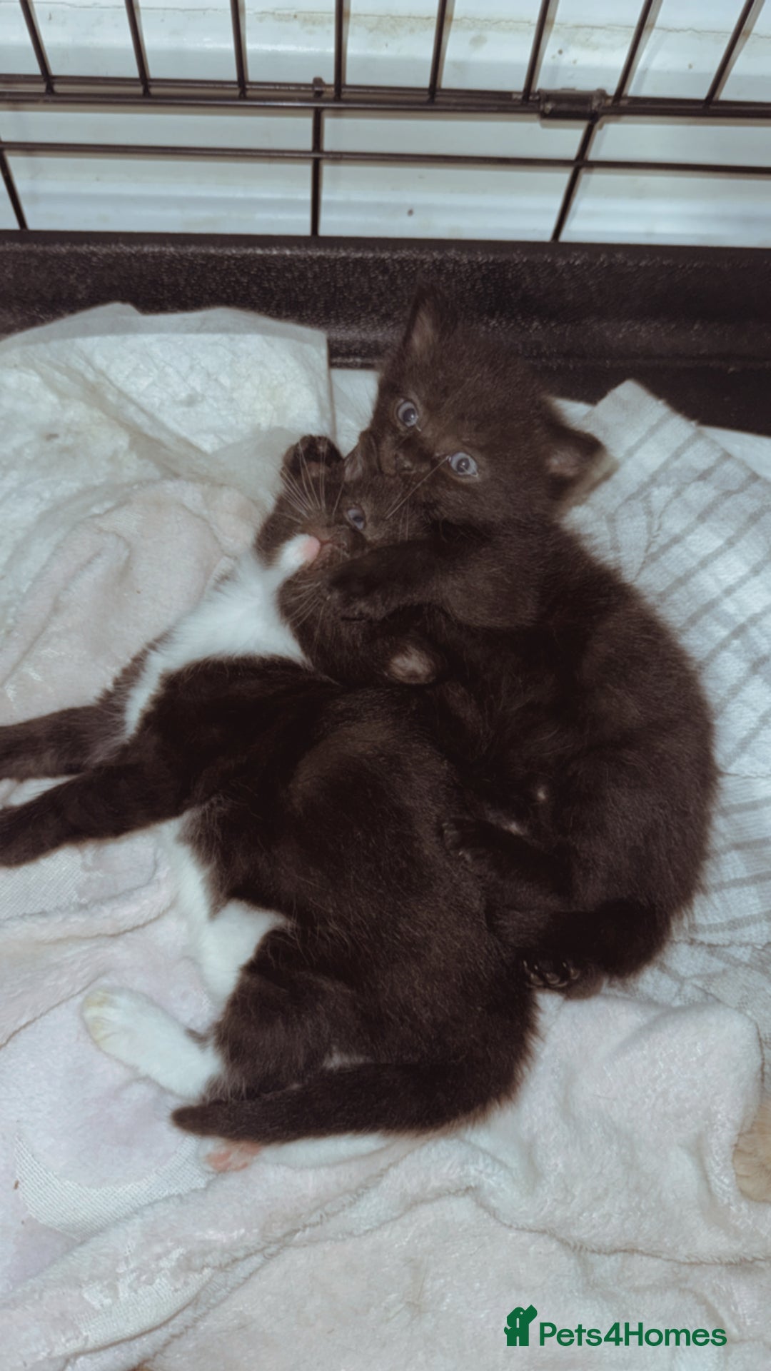 Domestic Shorthair cats for sale: 🐾 8-Week-Old Kittens Ready for Loving Homes 🐾 - Image 6