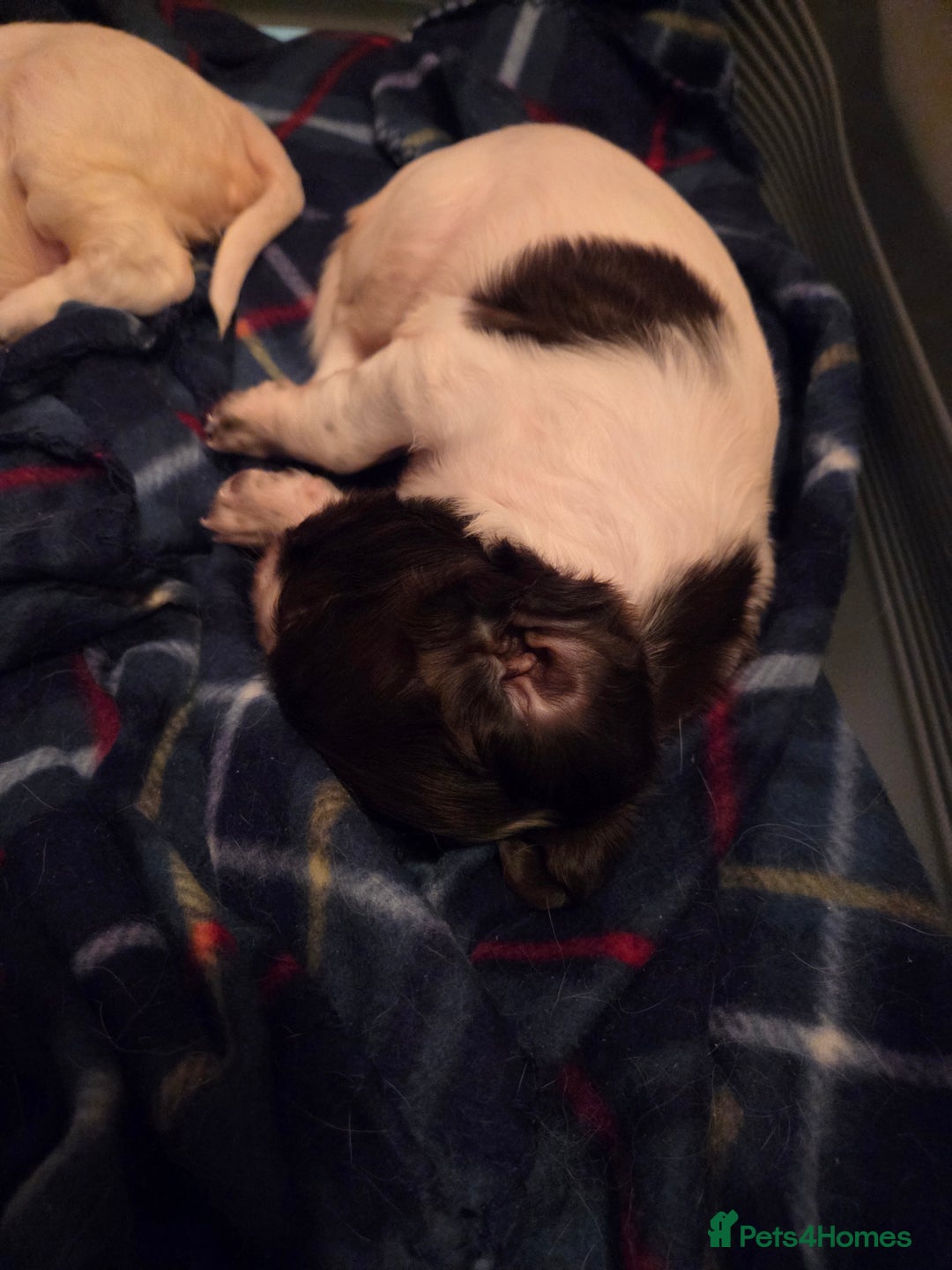 English Springer Spaniel dogs for sale: English Springer Spaniel Girl Puppies - Advert 6