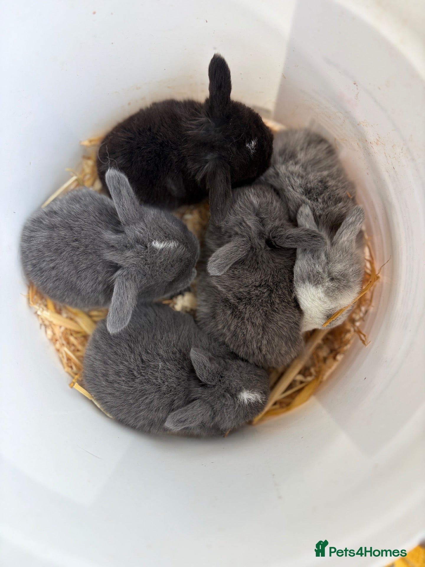 Mini Lop rabbits Mini Lops - Advert 1