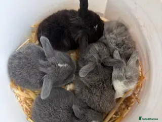 Mini Lop rabbits Mini Lops - Advert 1