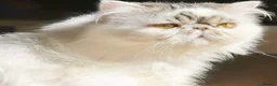 Persian cats for stud: Persian Stud Available to stud from August   - Advert 1