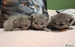 British Shorthair cats for sale: AMAZING BRITISH SHORHAIR KITTENS!!! - Advert 2