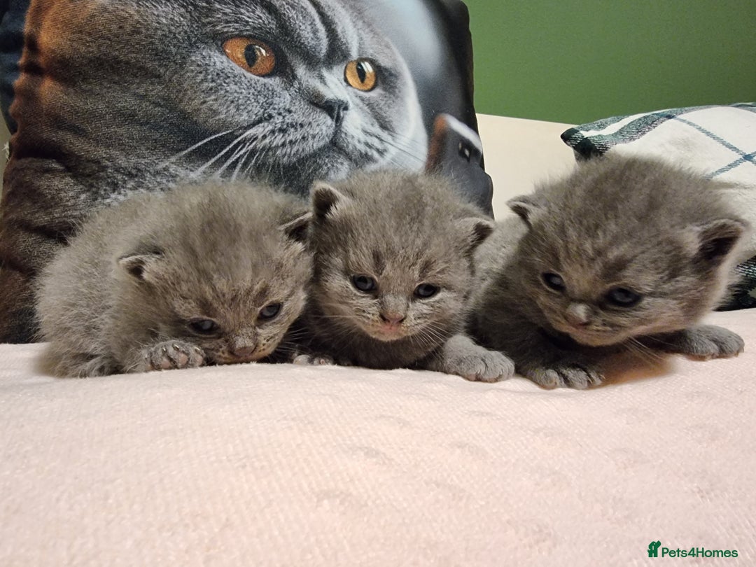 British Shorthair cats for sale: AMAZING BRITISH SHORHAIR KITTENS!!! - Advert 2