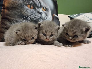 British Shorthair cats AMAZING BRITISH SHORHAIR KITTENS!!! - Advert 6