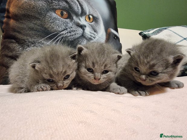 British Shorthair cats - Advert 15