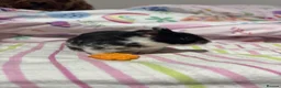 Hamster rodents for sale: Female pedigree hamster with cage  - Advert 9