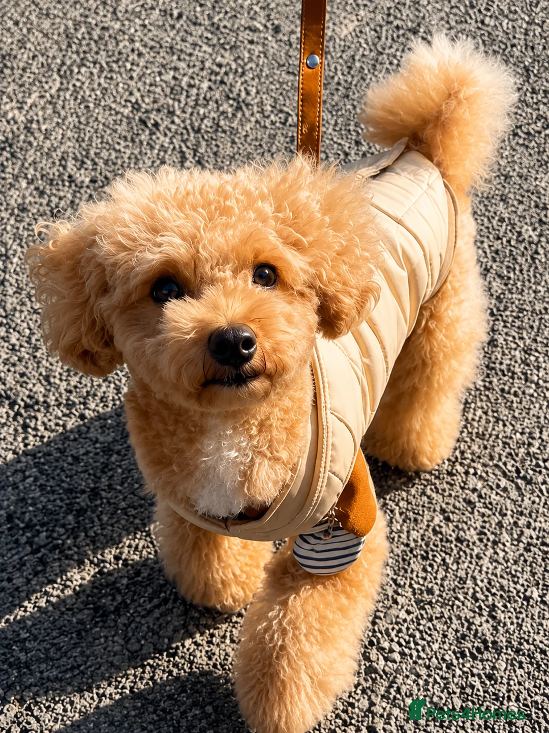 Toy Poodle dogs for sale: 🐾 Affectionate Toy Poodle Needs Loving Home 🐾 in London - Advert 1