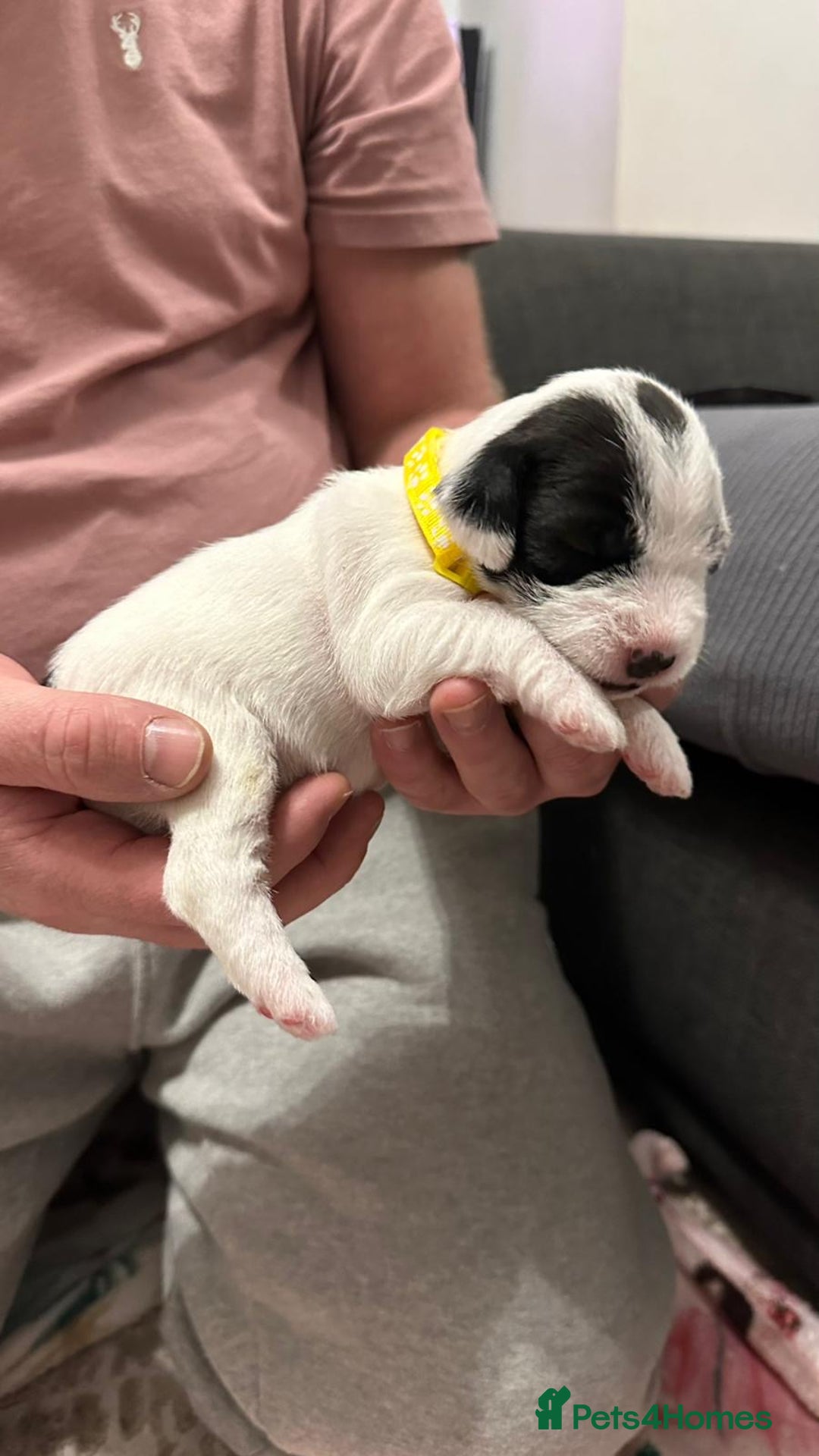 Parson Russell dogs for sale: KC registered Parsons Terriers - Advert 10