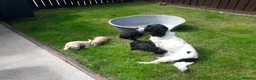 Cockapoo dogs for sale: Cockerpoo puppies. F1 5 boys 2 girls lemon /black  - Advert 32