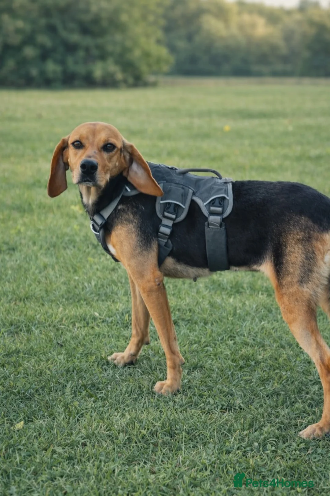 Mixed Breed dogs for adoption: 🌸 Elsi – The Little Angel Waiting to Belong 🌸 - Advert 2