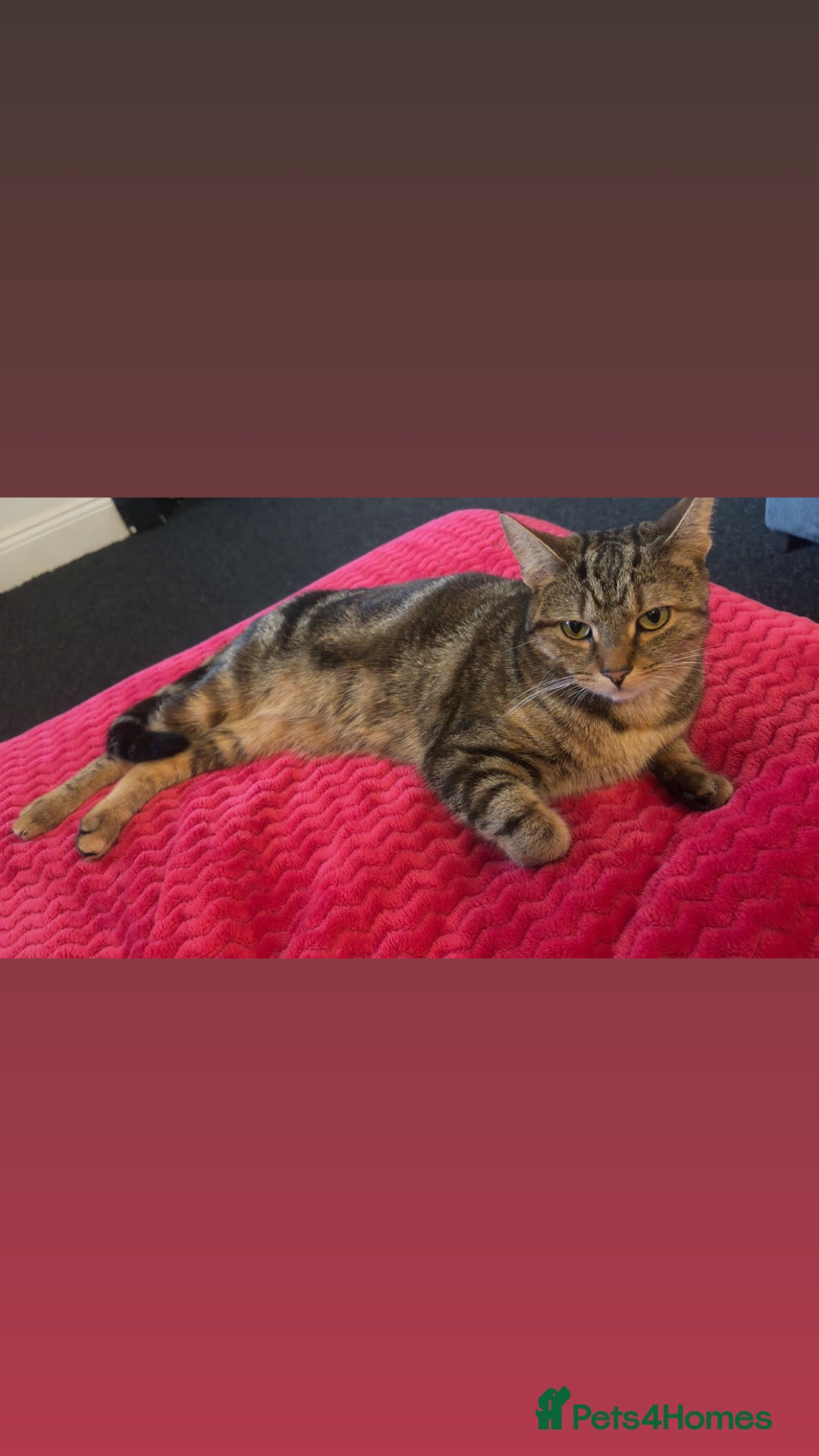 Mixed Breed cats for sale: Bengal mix cat  - Advert 2