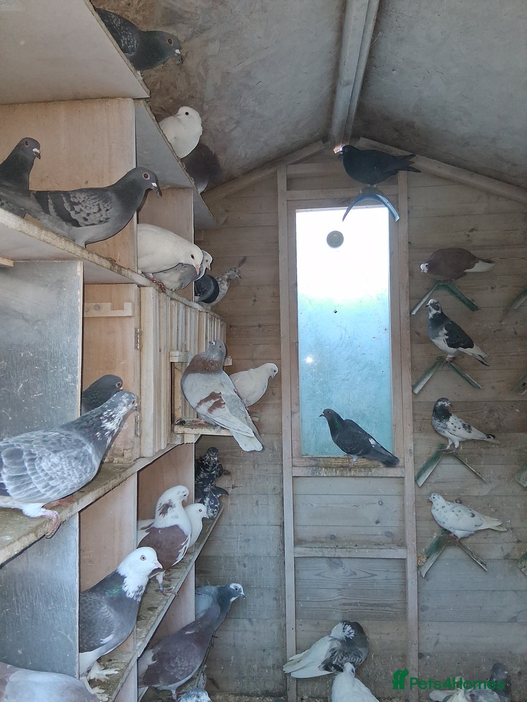 Mixed Breed birds for sale: Fancy pigeons  - Advert 2