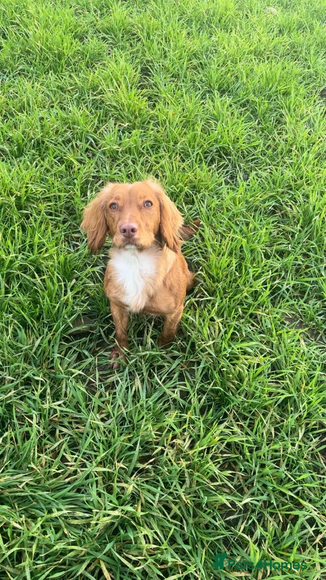 Cockapoo dogs for sale: Cockerpoo puppies  - Advert 8