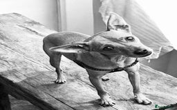 Chihuahua dogs for adoption: ❤️🐶 LILA – A Little  Soul Searching for Love 🐶❤️ - Image 16