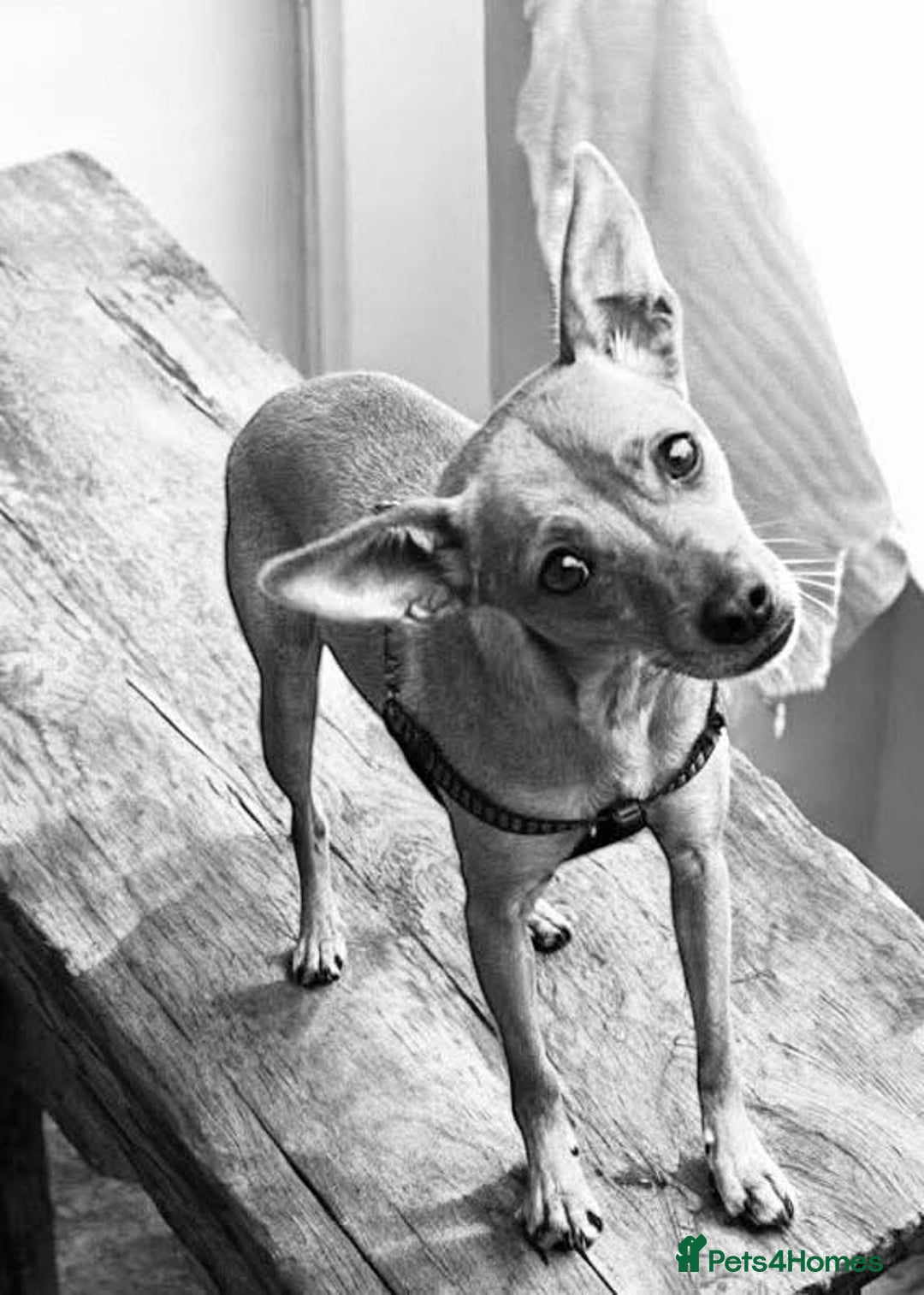 Chihuahua dogs for adoption: ❤️🐶 LILA – A Little  Soul Searching for Love 🐶❤️ - Image 16