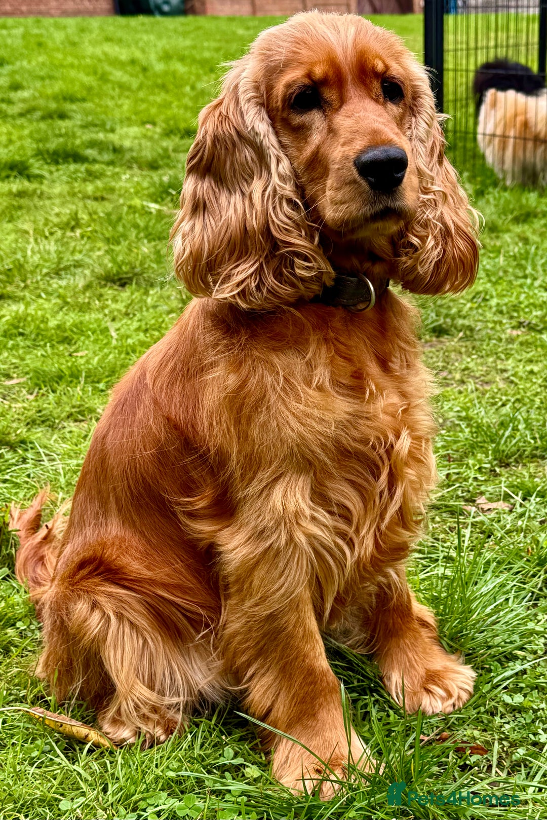 Cocker Spaniel dogs for adoption: Sunny: The Little Soul Who Escaped the Darkness - Image 1