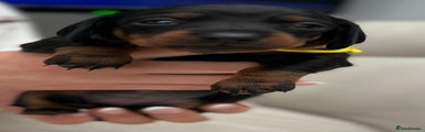 Dachshund Puppy 3