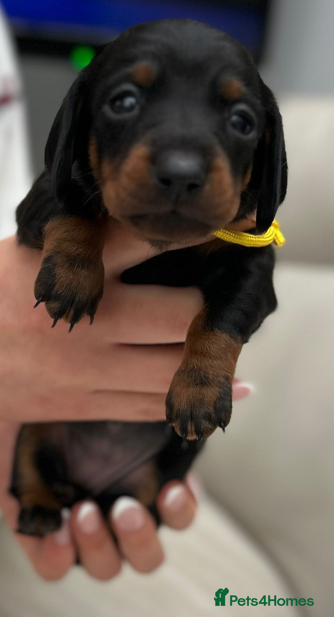 Dachshund dogs for sale: Long haired mini Daschund  - Advert 7