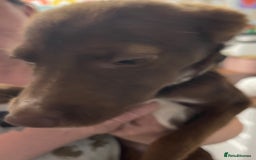 Mixed Breed dogs for sale: Collie cross pups  - Advert 24