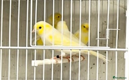 Canaries birds for sale: Yellow Diamorphic Canaries  - Advert 5