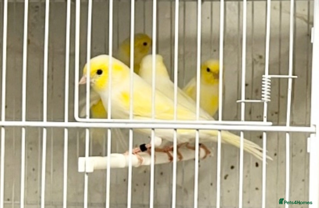 Canaries birds for sale: Yellow Diamorphic Canaries  - Advert 5