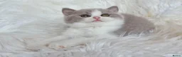 British Shorthair cats for sale: Stunning British shorthair kittens  - Advert 21