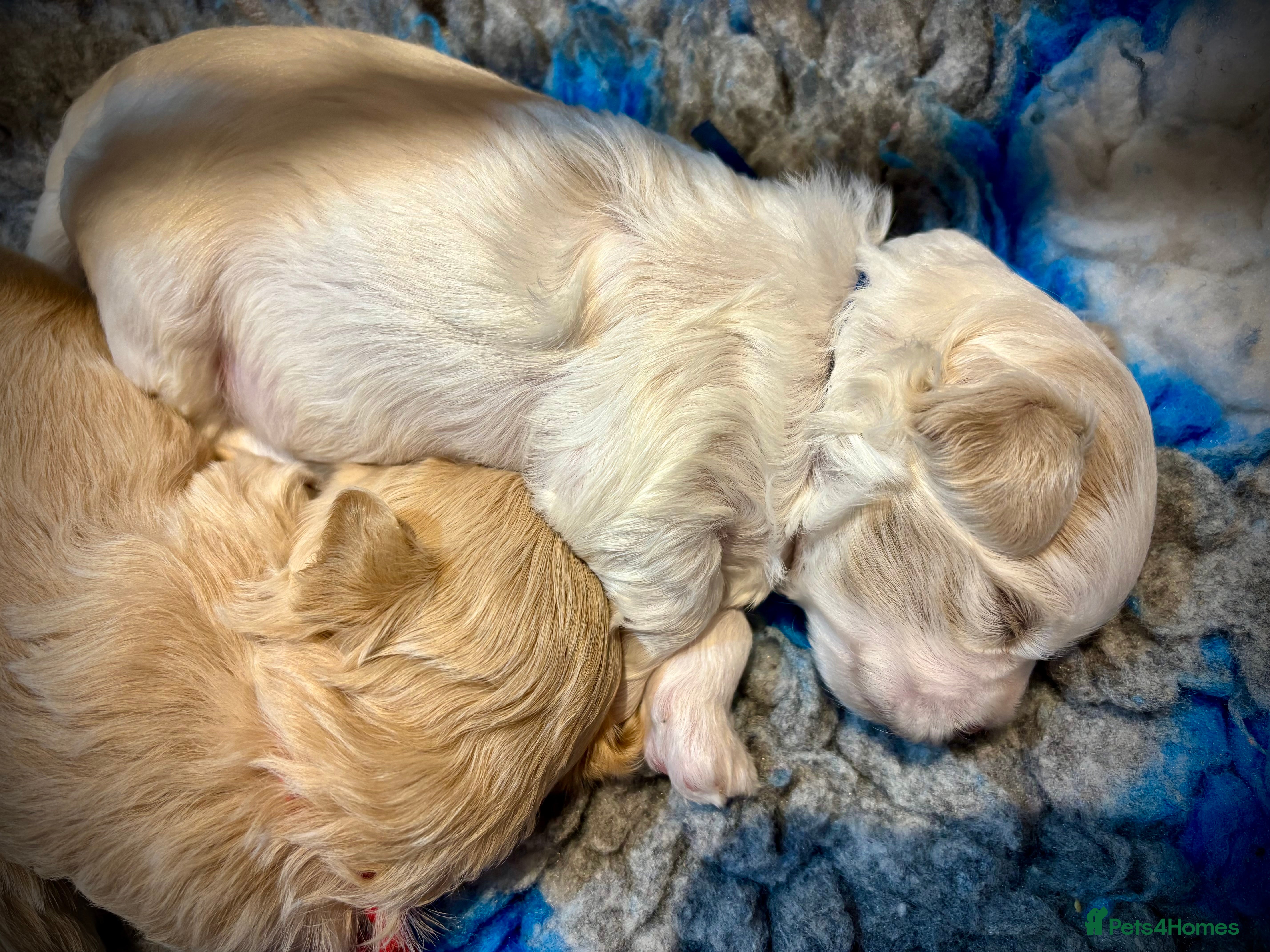 Maltipoo dogs 💙 last little boy looking for his forever home 💙 - Advert 6