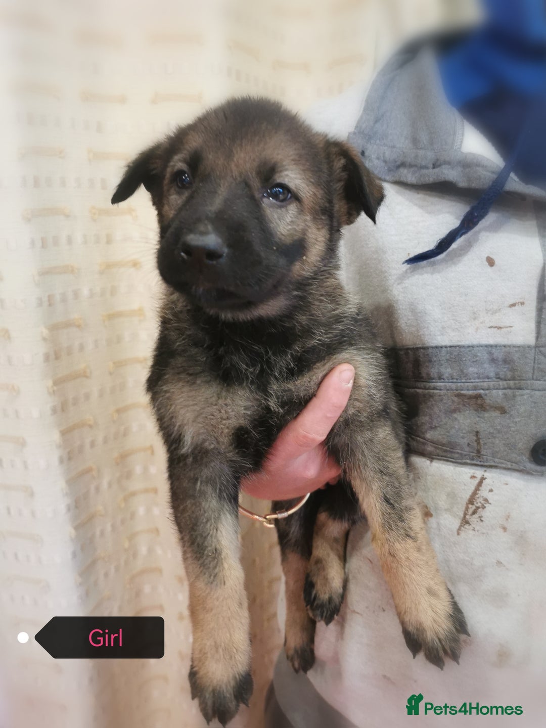 Belgian Shepherd Dog dogs for sale: Belgian malinois cross Czech Shepherd  - Advert 17