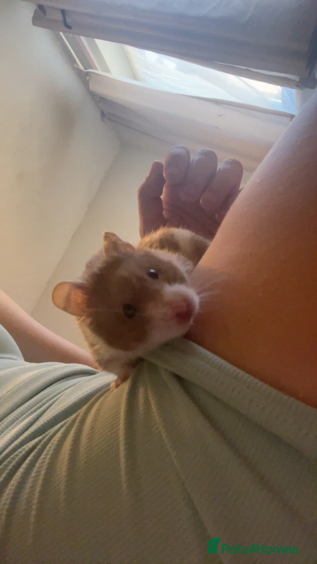 Hamster rodents for sale: Syrian hamster for re homing in Leeds - Advert 2