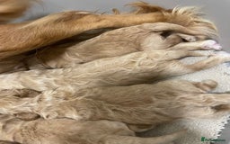 Cockapoo dogs for sale: Pra clear f1 cockpoo - Image 29