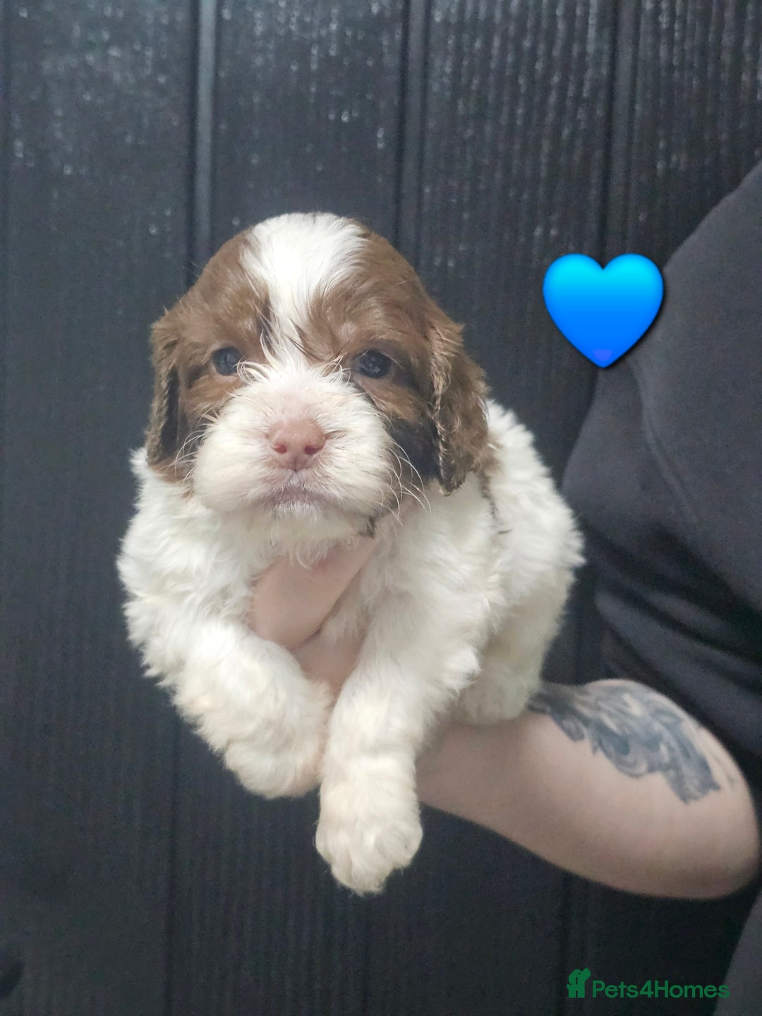 Cockapoo dogs for sale: F1 cockapoo puppies  - Advert 1