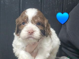 Cockapoo dogs F1 cockerpoo puppies - Advert 9