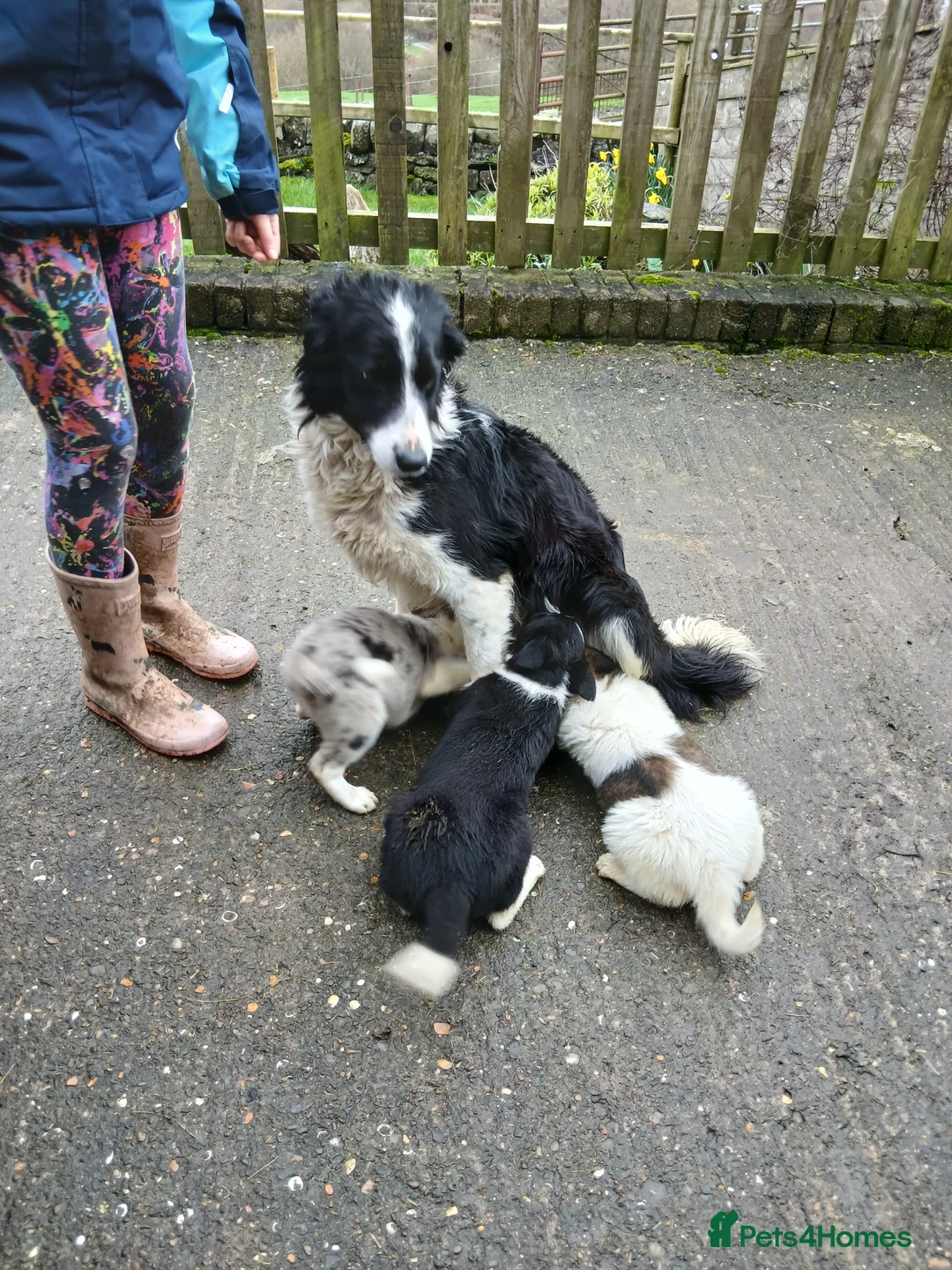 Mixed Breed dogs for sale: Border collie cross pups - Advert 14