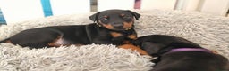Dobermann dogs for sale: HEALTH TESTED, HOME REARED, STUNNING DOBERMAN PUPS - Advert 12