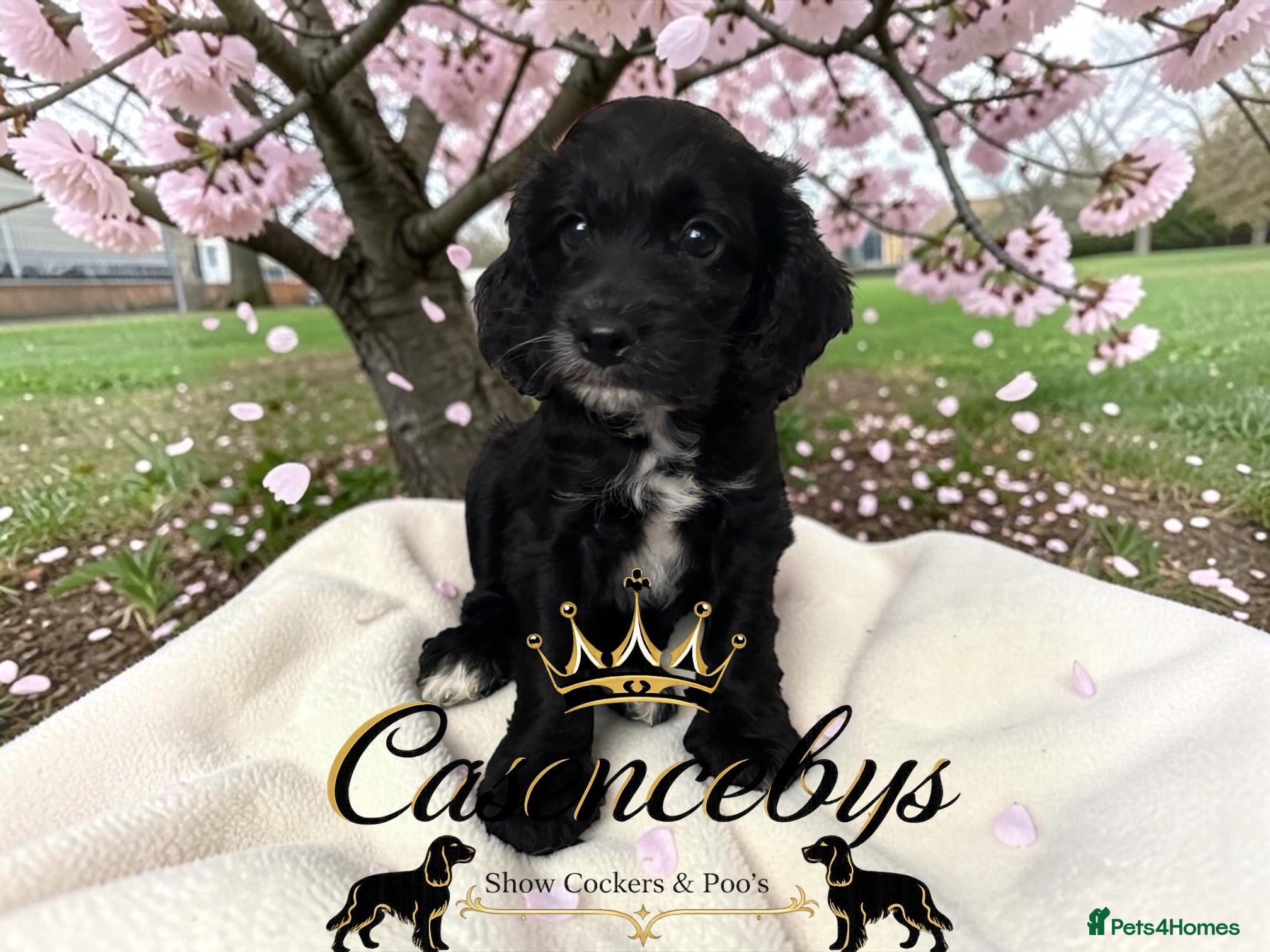 Cockapoo dogs STUNNING DNA CLEAR F1 miniature cockapoos - Advert 2