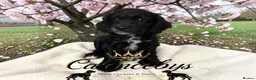 Cockapoo dogs for sale: READY NOW- DNA CLEAR F1 miniature cockapoos - Advert 4