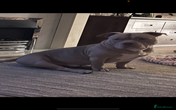 American Bully dogs for sale: For rehome - Image 4