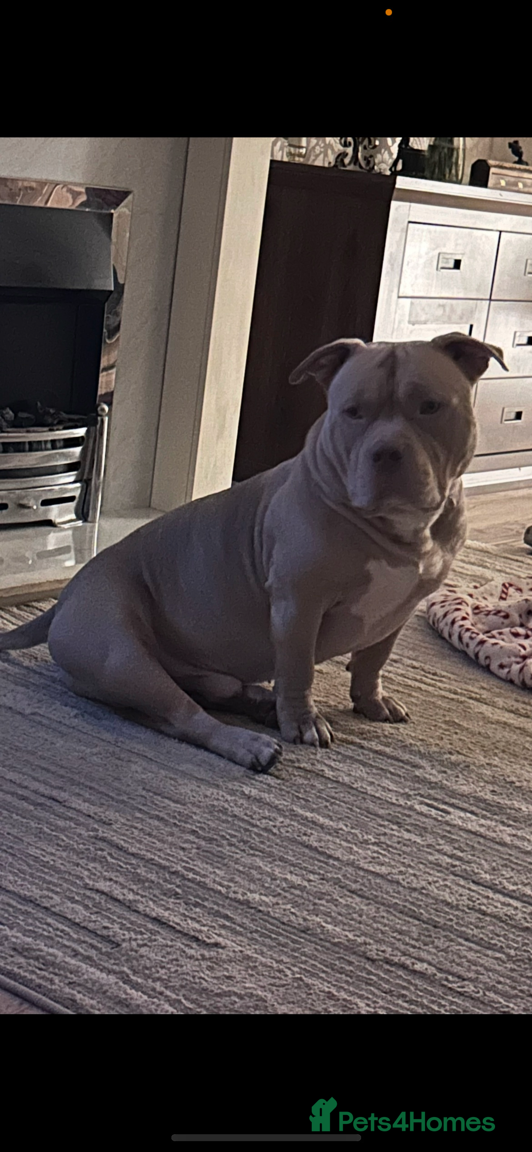 American Bully dogs for sale: For rehome - Image 4