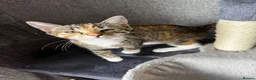 Mixed Breed cats for sale: RAGDOLL X TABBY - Advert 3