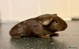 Guinea Pig rodents for sale: Boys and girls  - Image 12