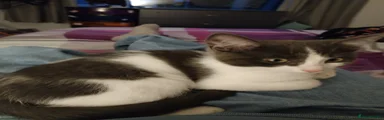 Mixed Breed Kitten 1